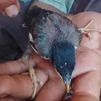 مرغ مینا