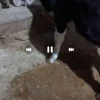 گوساله نر سیمینتال اصیل نابینا هست