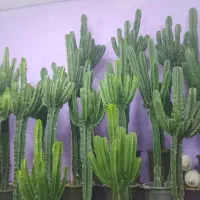 کاکتوس قدبلند