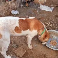 کوچک 8ماه دهن پاک قیمت 15گوسفندی