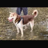 واگذاری سگ نگهبان|سگ|رشت, یخسازی|دیوار