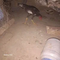 ۴تاجوجه