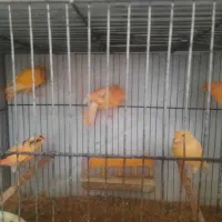 قناری|پرنده|اردبیل, |دیوار