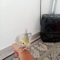 عروس هلندی فروش فوری|پرنده|اردکان, |دیوار