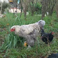 برهما امپراطور تزئینی خاص کلکسیونی