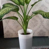 گل دیفن زیبا و شاداب