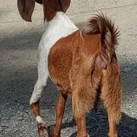 بز دوقلوزا با دو کره نر ماده و یک بز آبستن|حیوانات مزرعه|جیرفت, |دیوار