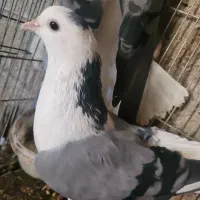 کبوتر دم‌گیر دستگردی ماده آماده جفت
