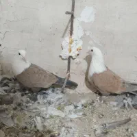 کلاغ کربلایی زرد