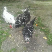 مرغ گلین اصیل