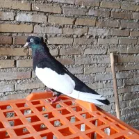 سینه‌ای‌ماده