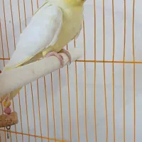 عروس هلندی جفت اماده|پرنده|کشکسرای, |دیوار