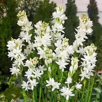 متقاضی سرمایه