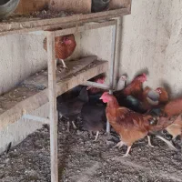 تعدادی خروس جوانه|حیوانات مزرعه|گنبد کاووس, |دیوار