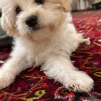 توله مالتیز تریر / ۲.۵ ماهه