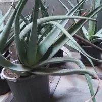 تعدادی گیاه آلوئه ورا