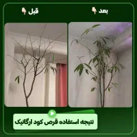قرص کود ارگانیک غذای گیاهان آپارتمانی|گل و گیاه طبیعی|گلستان (تهران), |دیوار