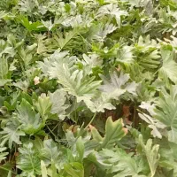 گل برگ انجیری