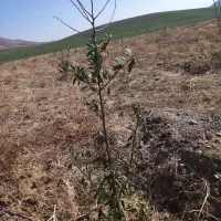 نهال بادام دو ساله تنو پیوندی درجه یک|خدمات باغبانی و درختکاری|تبریز, |دیوار
