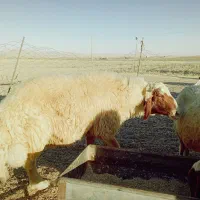 ورن سنجابی اصل|حیوانات مزرعه|کوزران, |دیوار