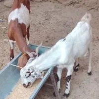بز مری جوان باکعره نر بزرگ