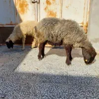 میش یک ماه  دیگ میزاییع بابره 7ماهه