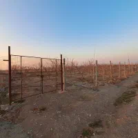 فروش-قطعه-1300-متری-باغ