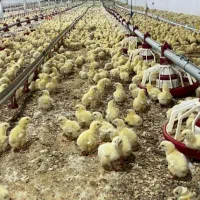 ۳ هکتار زمین سند دار جهت سرمایه‌گذاری