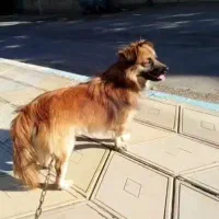 واگزاری سگ نژاد اشپیدز