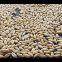 گندم بذری دیم