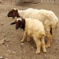 فروش بره