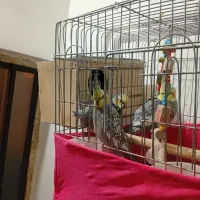 انتقال سرپرستی عروس هلندی ومرغ عشق مولد آماده تخم|پرنده|سلطانیه, |دیوار