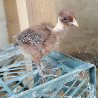 ۱۰عددجوجه یک ماهه