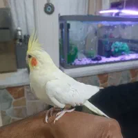 گرینچیک|پرنده|تربت جام, شهرک آزادگان|دیوار