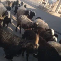 گوسفند بره دار