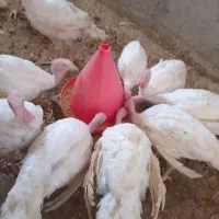 جوجه بوقلمو بیوتی 4کیلویی|حیوانات مزرعه|زرین دشت (فارس), |دیوار