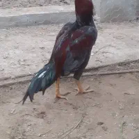 جوجه خروس و مرغ نژاد دار