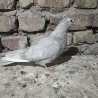 کبوتر