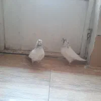 یه جفت کفتر کله دم سبز عطیقه|پرنده|ملایر, |دیوار