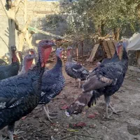 بوقلمون نروماده