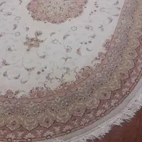 دوتابیضی کرم ۵۰۰شانه