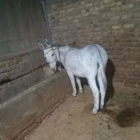 حیوانات مزرعه