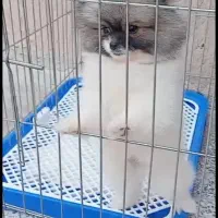 توله پامر خرسی