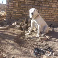 سراب|سگ|بزینه رود, |دیوار