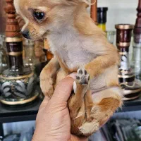 شیواوا پوست چرمی و مو بلند