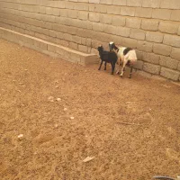 میش جوان با بره|حیوانات مزرعه|تخت, |دیوار