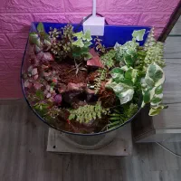 پالاداریوم (اکواریوم)|گل و گیاه طبیعی|یزد, |دیوار