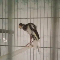 قناری نر|پرنده|شهرضا, |دیوار