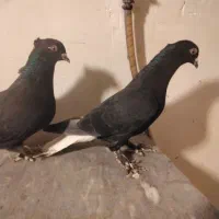 فروش جفت زاغ دمسفید