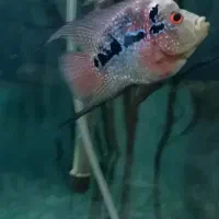 فلاور. اسکار.|ماهی|اردبیل, |دیوار